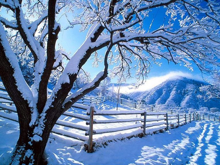 Winter scene